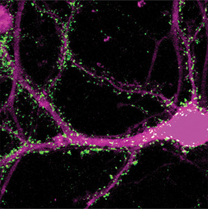 Neuronale Struktur